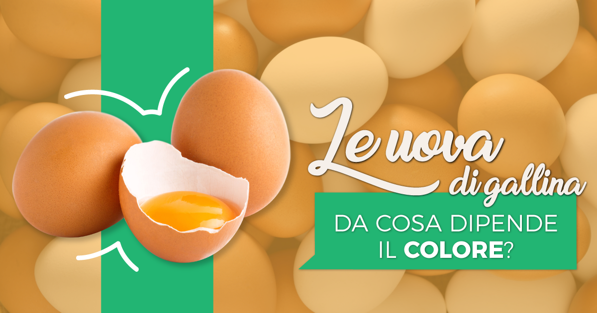 Da cosa dipende il colore delle uova di gallina?